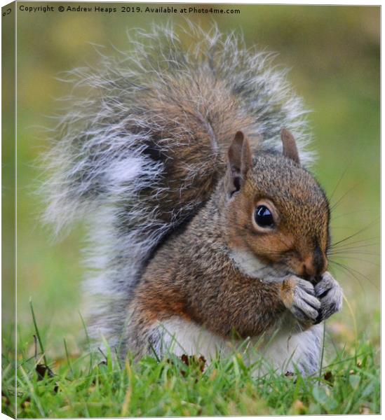 A single squirrel eating  Canvas Print by Andrew Heaps