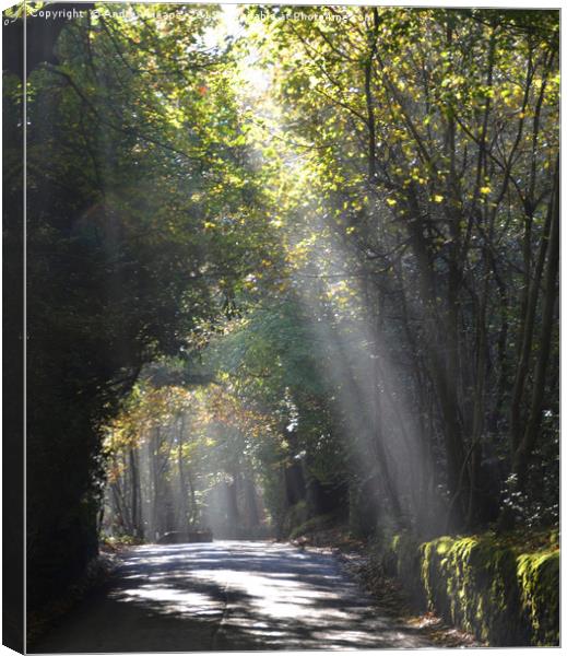 Light rays through leafy trees Canvas Print by Andrew Heaps