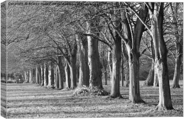 Rows of trees in black and white Canvas Print by Andrew Heaps