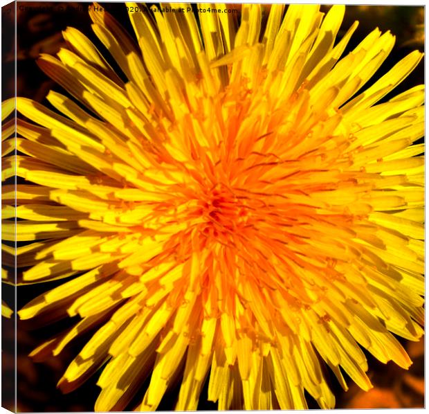 A dandelion in full bloom  Canvas Print by Andrew Heaps
