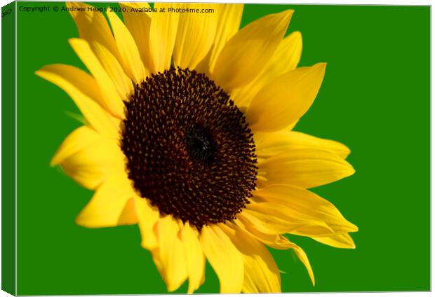 Sunflower head  Canvas Print by Andrew Heaps