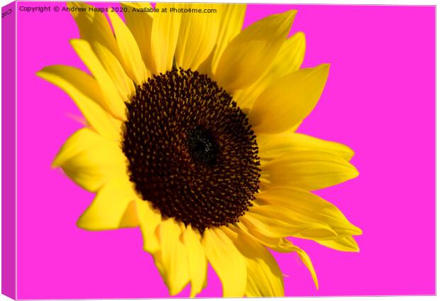 Sunflower head with pink back ground and bee on fl Canvas Print by Andrew Heaps