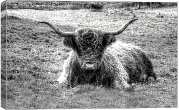 Highland Cow Grazing in Monochrome Canvas Print by Andrew Heaps