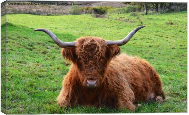 A highland cow lying on top of a lush green field Canvas Print by Andrew Heaps