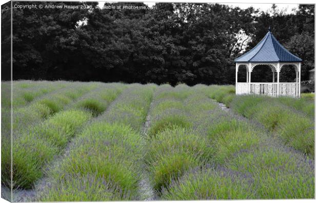 Enchanting Lavender Paradise Canvas Print by Andrew Heaps
