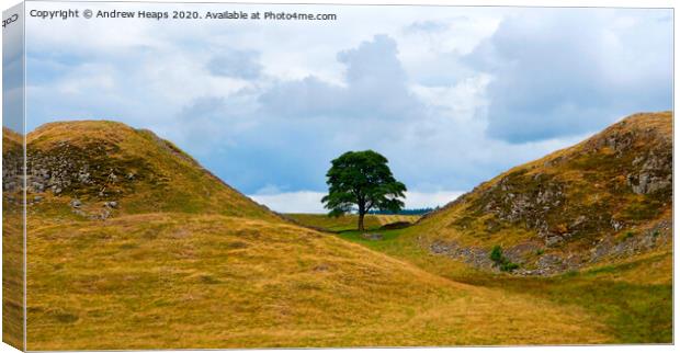 Sycamore gap & hadrians wall Canvas Print by Andrew Heaps