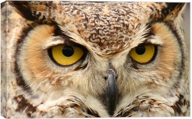 Eagle owl eyes Canvas Print by Andrew Heaps