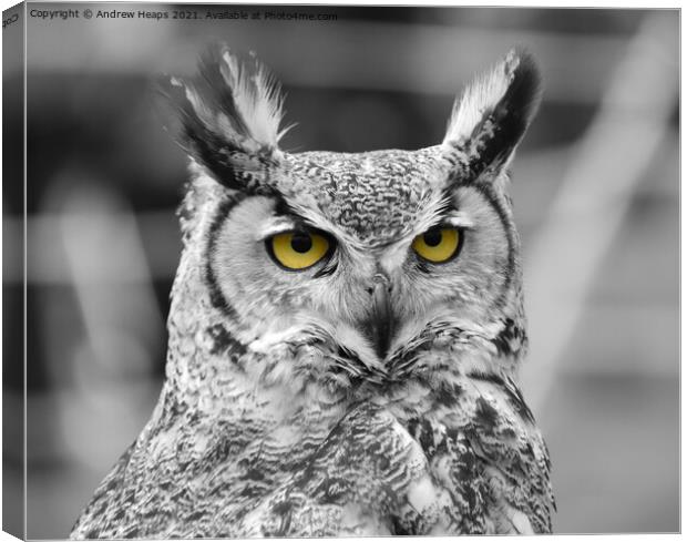 Eagle Owl in black and white  Canvas Print by Andrew Heaps