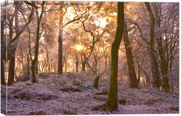 Winter woodland scene sunlight Snowy Woods Canvas Print by Andrew Heaps
