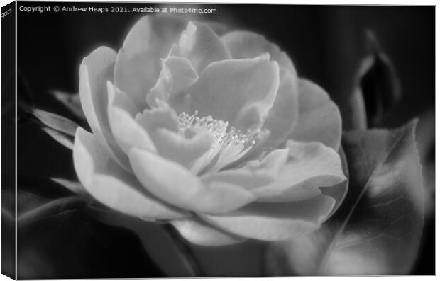 Flower head close up Monochromatic Bloom Canvas Print by Andrew Heaps