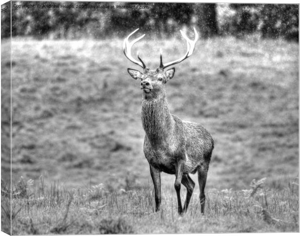 A red deer standing in a grassy field. Canvas Print by Andrew Heaps