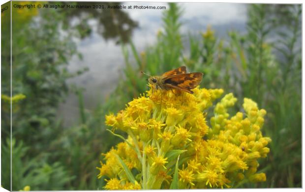 Butterfly resting on a nice yellow wild flower, Canvas Print by Ali asghar Mazinanian