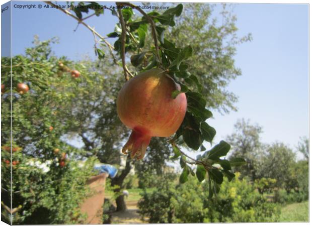 pomegranate Canvas Print by Ali asghar Mazinanian