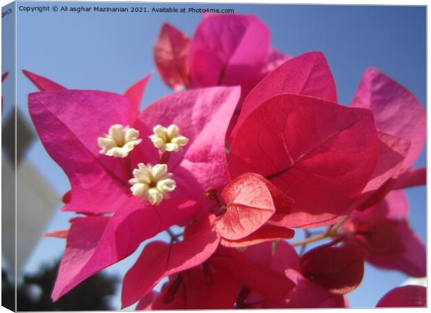 Plant flower Canvas Print by Ali asghar Mazinanian