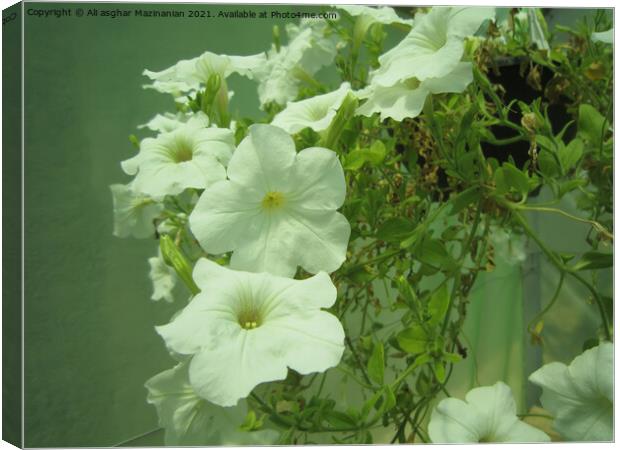 Petunia Canvas Print by Ali asghar Mazinanian