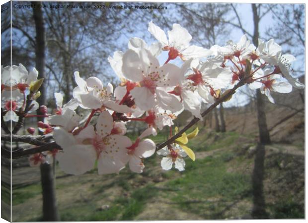 The beauty of peach blossoms in Spring, Canvas Print by Ali asghar Mazinanian