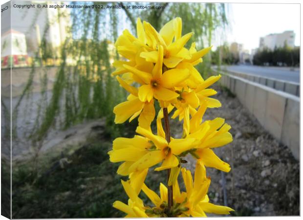 Beautiful yellow, Plant flower Canvas Print by Ali asghar Mazinanian