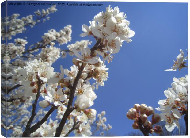 Plant flower Canvas Print by Ali asghar Mazinanian