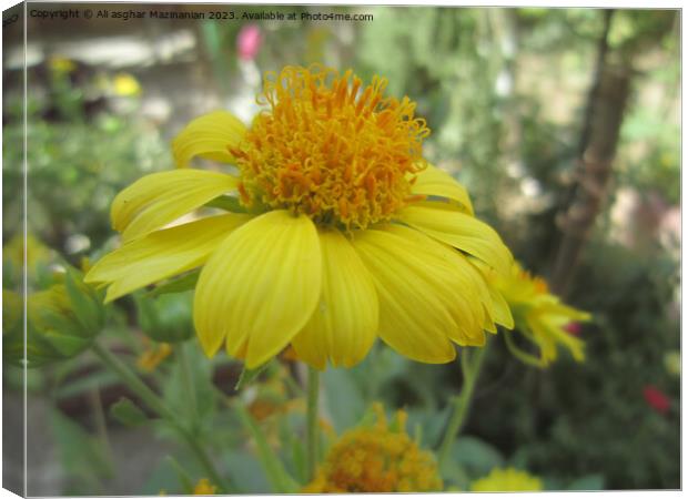 Sunlit Sunflower: A Garden's Jewel Canvas Print by Ali asghar Mazinanian