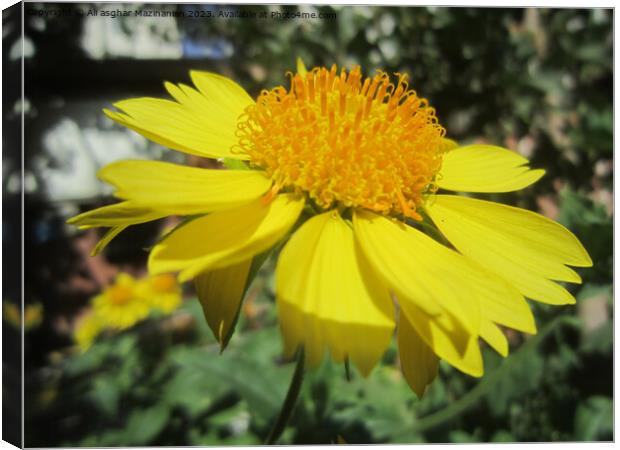 Sunflower's Serene Portrait Canvas Print by Ali asghar Mazinanian