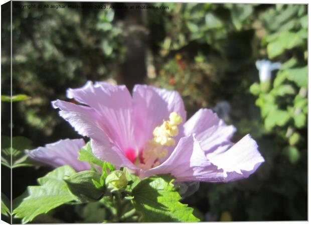 "Pink Hollyhock's Efflorescence: Iran's Botanical  Canvas Print by Ali asghar Mazinanian