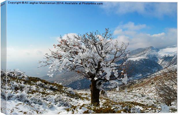  Decorated with frozen snow, Canvas Print by Ali asghar Mazinanian