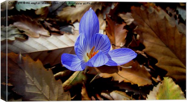  On the dead leaves, Canvas Print by Ali asghar Mazinanian