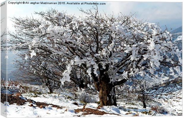 Beautiful iced trees, Canvas Print by Ali asghar Mazinanian
