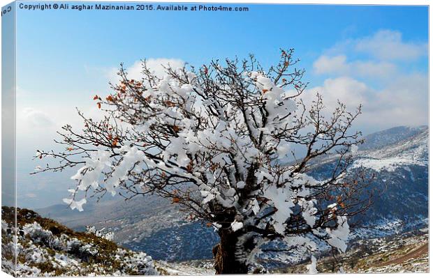  The glory of iced tree in winter, Canvas Print by Ali asghar Mazinanian