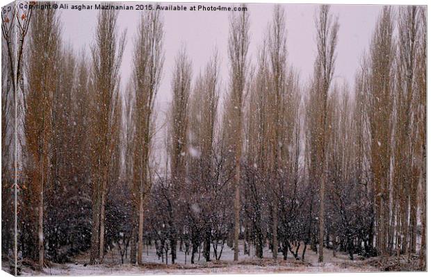  Under heavy snow, Canvas Print by Ali asghar Mazinanian