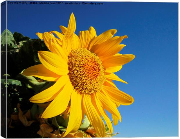 Sunflower in blue sky, Canvas Print by Ali asghar Mazinanian