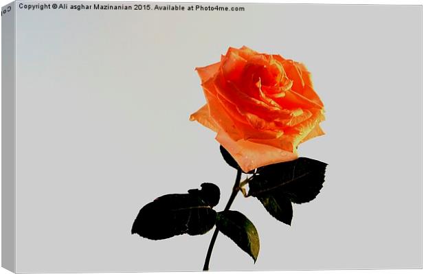 A beautiful rose Canvas Print by Ali asghar Mazinanian