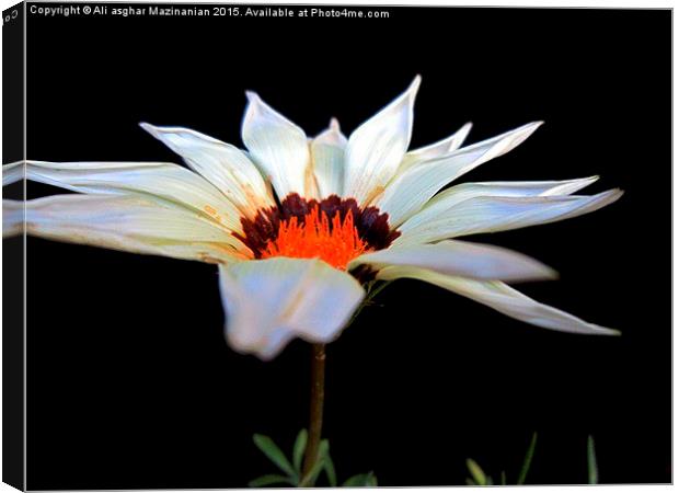  Gazania, Canvas Print by Ali asghar Mazinanian