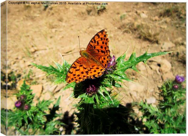 Butterfly on thistle, Canvas Print by Ali asghar Mazinanian