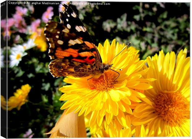  Butterfly on a nice flower, Canvas Print by Ali asghar Mazinanian