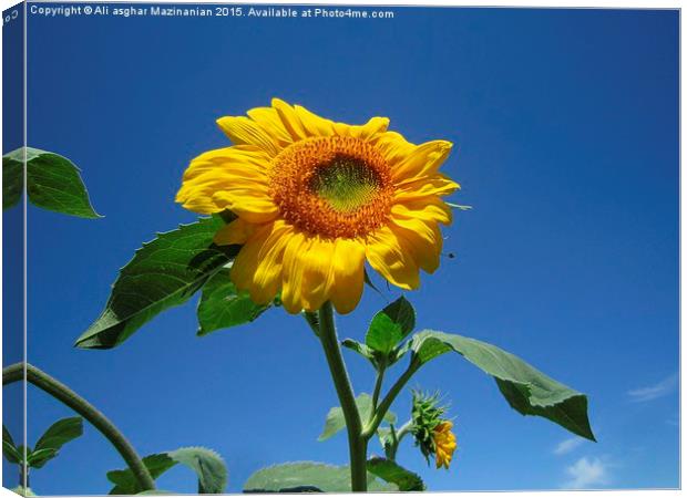 Sunflower in the sky, Canvas Print by Ali asghar Mazinanian