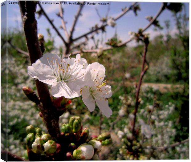  Cherry flowers, Canvas Print by Ali asghar Mazinanian