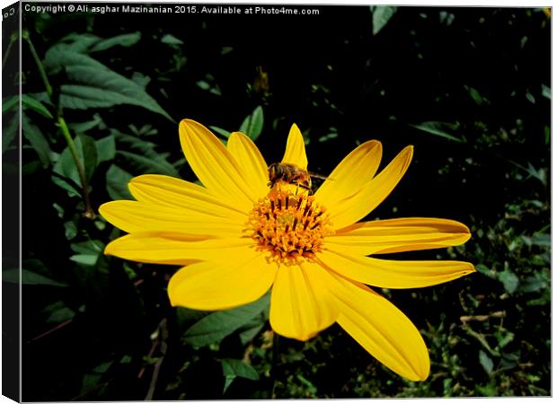  On a nice flower, Canvas Print by Ali asghar Mazinanian