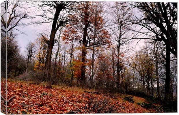 The beauties of Autumn in OLANG jungle 9, Canvas Print by Ali asghar Mazinanian