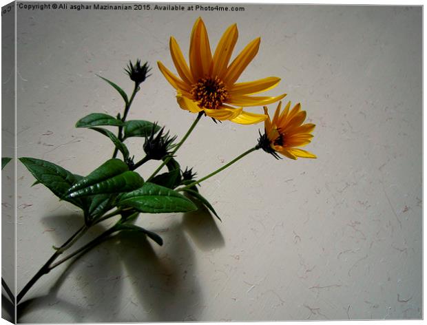 Sunflower , Canvas Print by Ali asghar Mazinanian