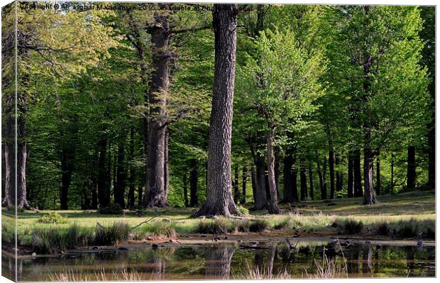 Jungle's beauty in spring, Canvas Print by Ali asghar Mazinanian