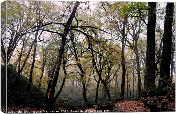 A nice view of a misty day in Autumn in jungle, Canvas Print by Ali asghar Mazinanian