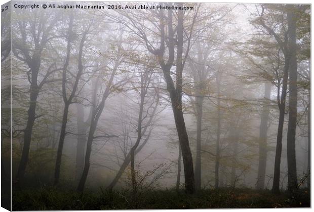 Trees on a misty day (Revised) Canvas Print by Ali asghar Mazinanian