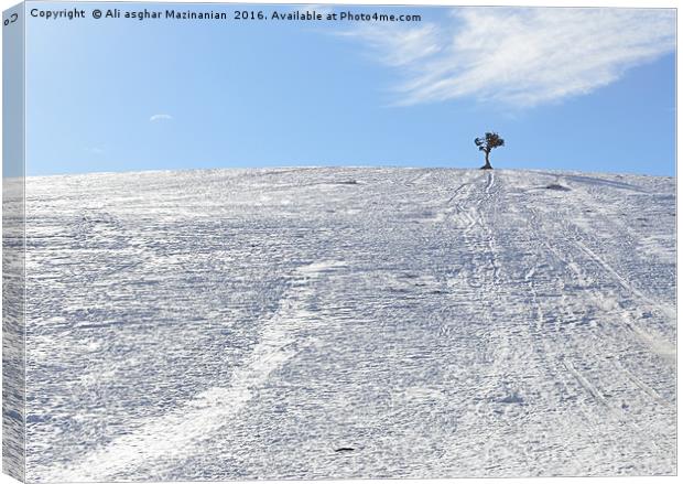 A lone tree and snow  Canvas Print by Ali asghar Mazinanian