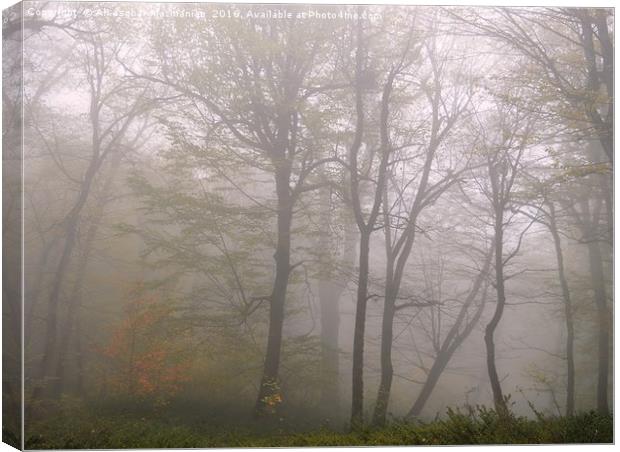 The beauties of  OLANG jungle on a misty day. Canvas Print by Ali asghar Mazinanian