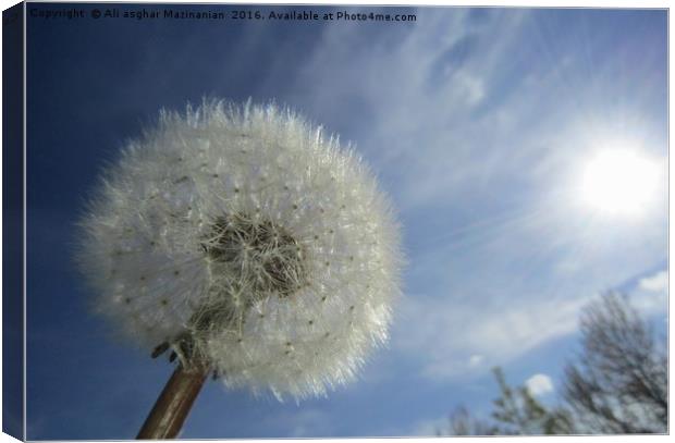 Dandelion, Canvas Print by Ali asghar Mazinanian