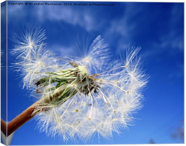The blue sky and broken dandelion, Canvas Print by Ali asghar Mazinanian