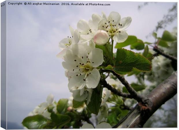 Wild pear's blossoms 2, Canvas Print by Ali asghar Mazinanian