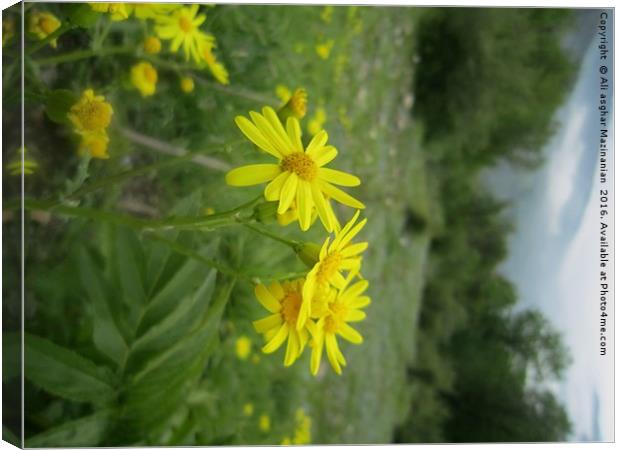 A nice wild yellow flower in jungle, Canvas Print by Ali asghar Mazinanian