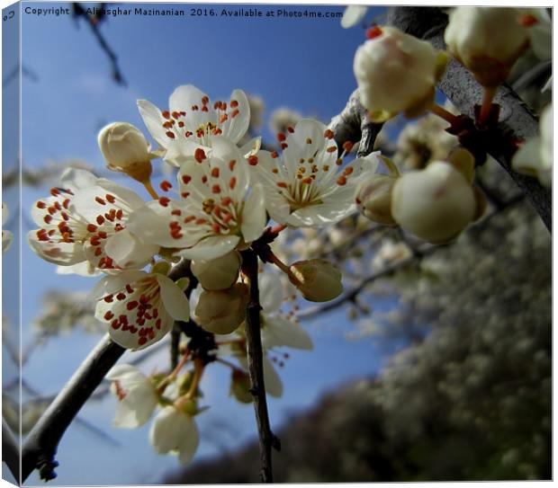 Wild pear's blossoms 3, Canvas Print by Ali asghar Mazinanian